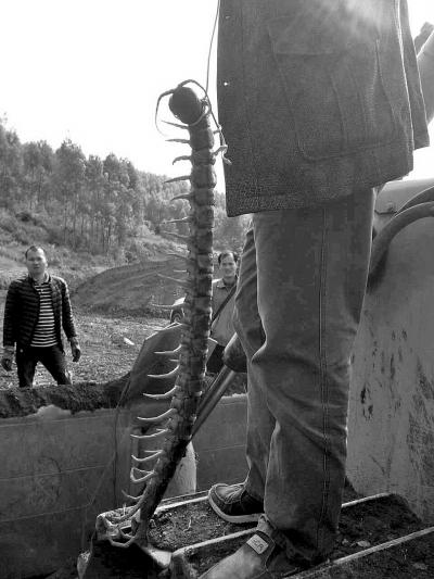曝武汉工地发现12米巨型蜈蚣记者调查发现是谣言