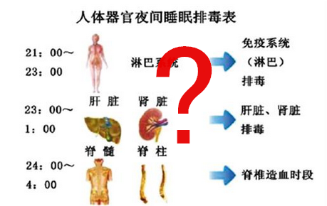 肝臟也有排毒時間表你被這些排毒理論忽悠過嗎